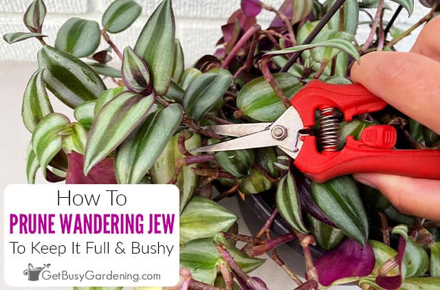 How To Prune A Wandering Jew Plant (Tradescantia)