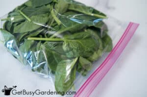 How To Freeze Spinach (With Or Without Blanching)