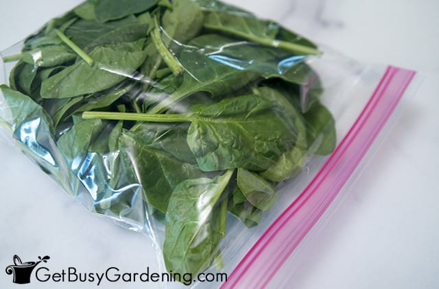 Raw packing spinach for freezing