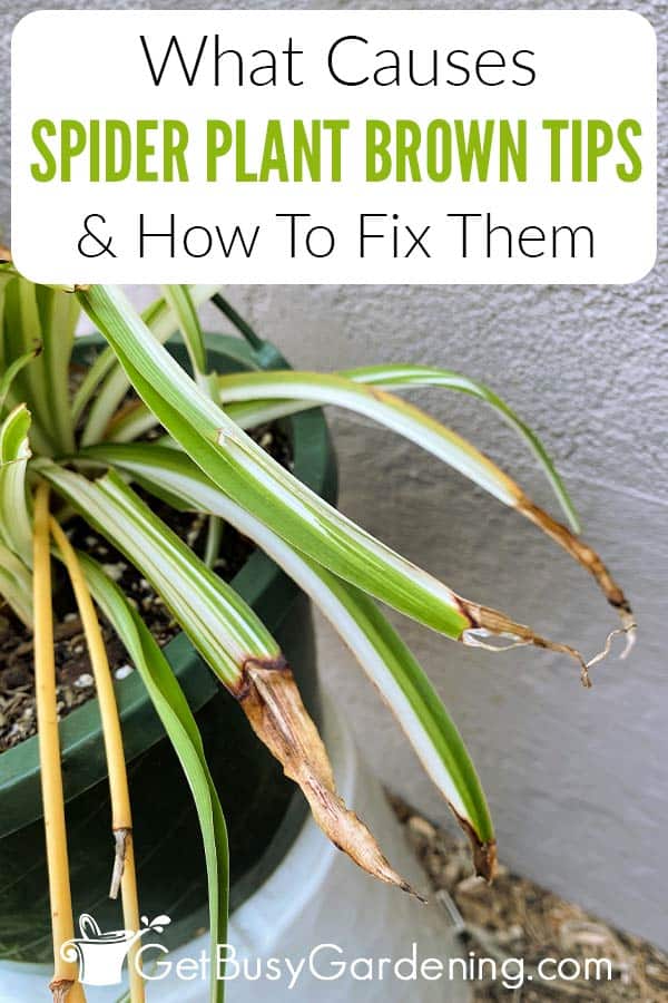 What Causes Spider Plant Brown Tips & How To Fix Them