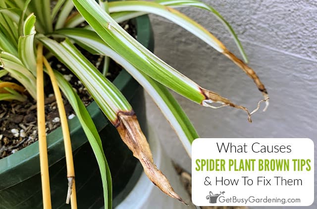 Why Do Spider Plant Tips Turn Brown & How To Fix It