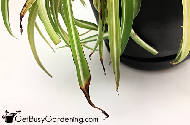 Tips of spider plant turning brown