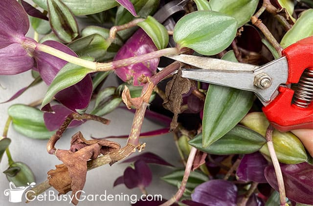 Trimming away dead wandering jew branches