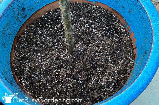Best soil for plumeria in pots