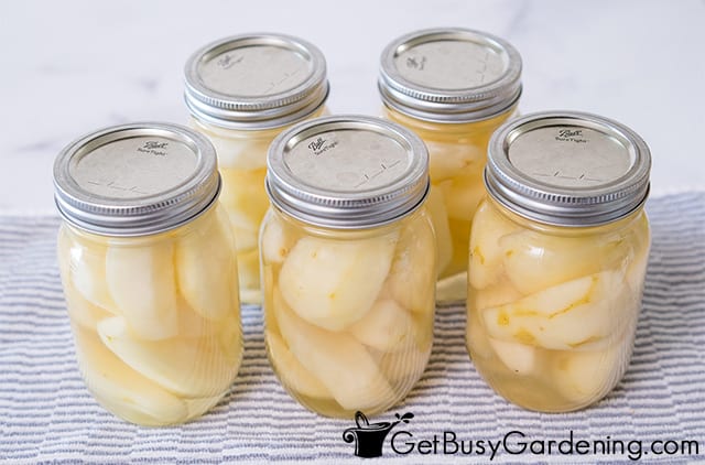 Canned pears cooling after processing