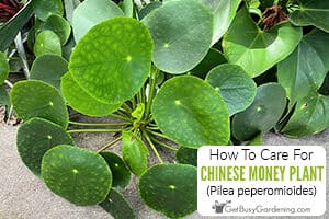 How To Care For Chinese Money Plant (Pilea peperomioides)