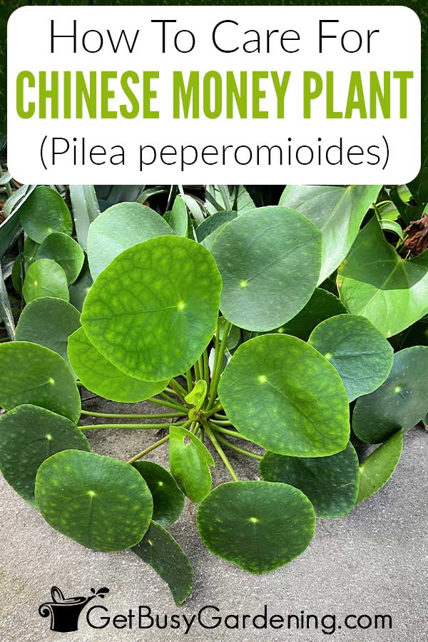 How To Care For Chinese Money Plant (Pilea peperomioides)