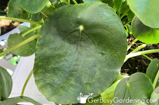 Closeup of Chinese money plant leaf