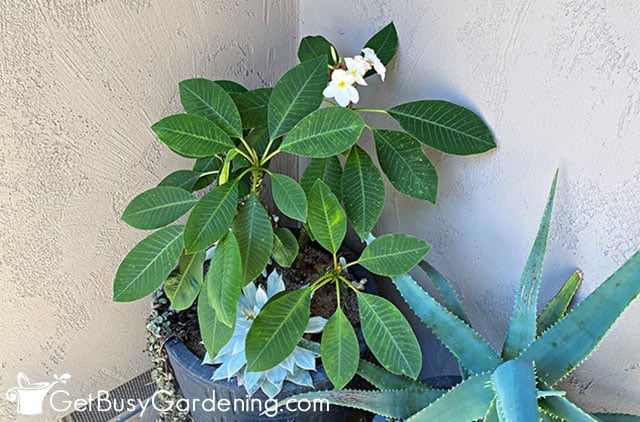 Containerized frangipani with white flowers