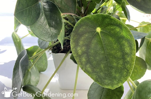 Healthy Pilea peperomioides leaves