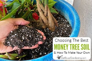 How To Choose The Best Money Tree Soil