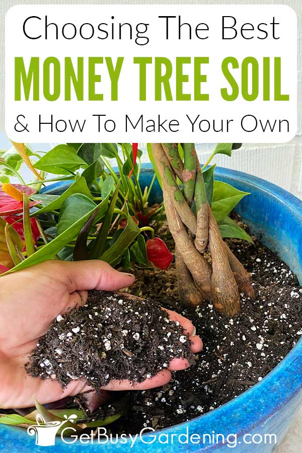 Choosing The Best Money Tree Soil & How To Make Your Own
