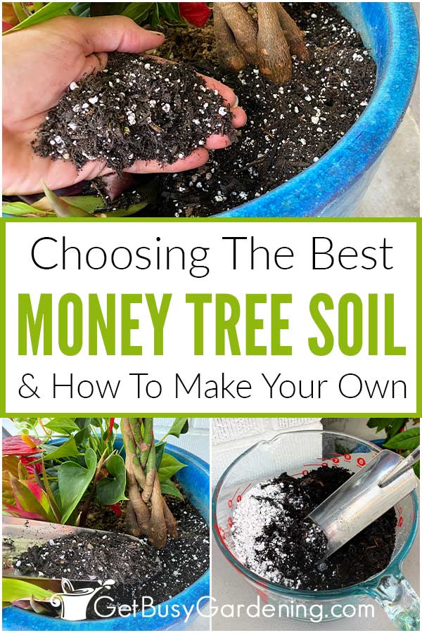 Choosing The Best Money Tree Soil & How To Make Your Own