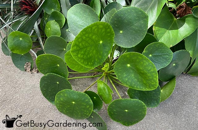 Pilea peperomioides Chinese money plant