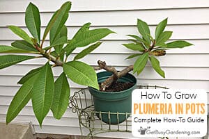 How To Grow Plumeria In A Pot