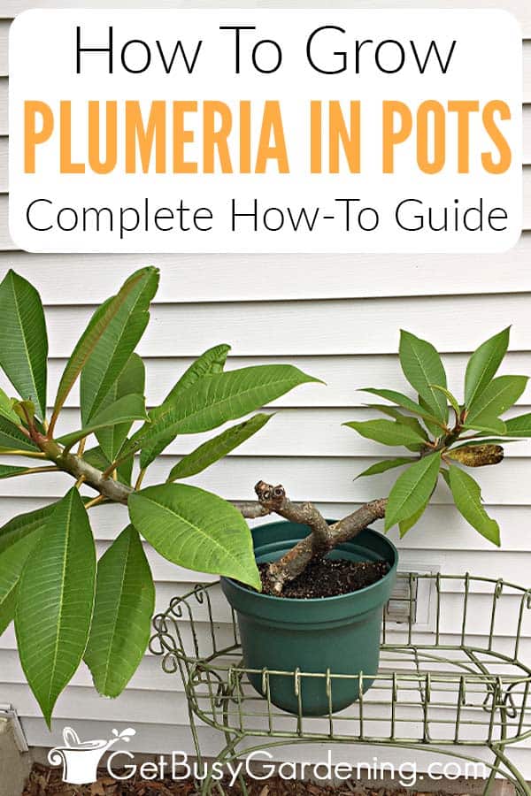 How To Grow Plumeria In Pots Complete How-To Guide