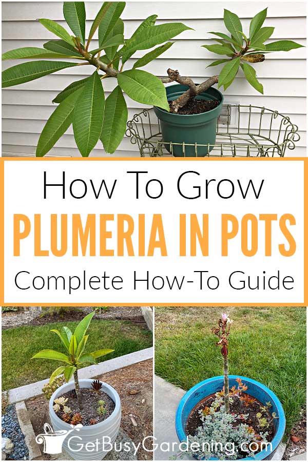How To Grow Plumeria In Pots Complete How-To Guide