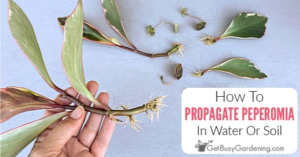 How To Propagate Peperomia In Water Or Soil - Get Busy Gardening