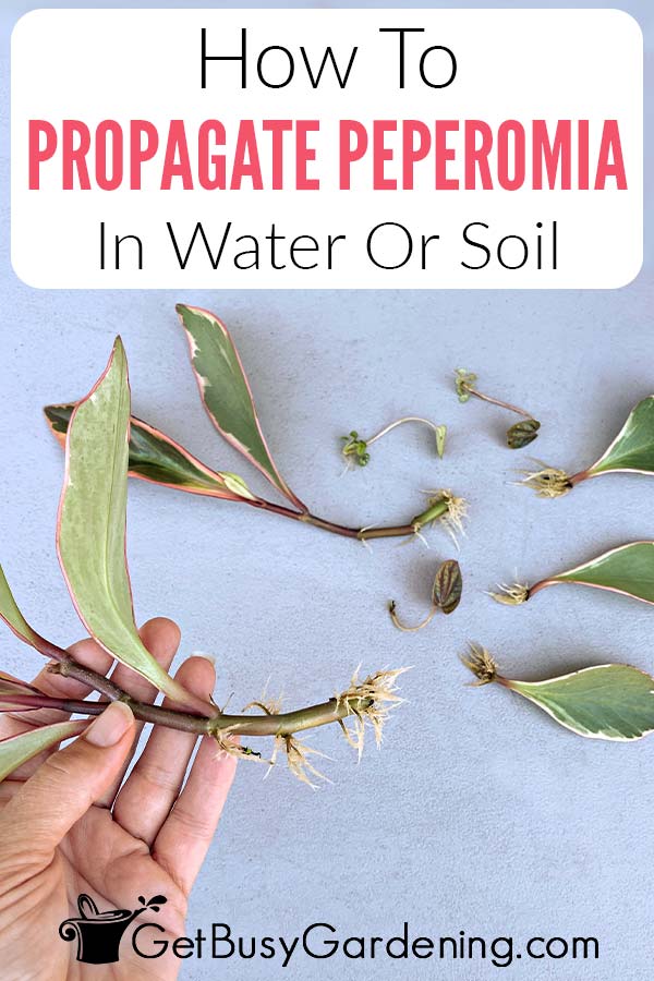 How To Propagate Peperomia In Water Or Soil
