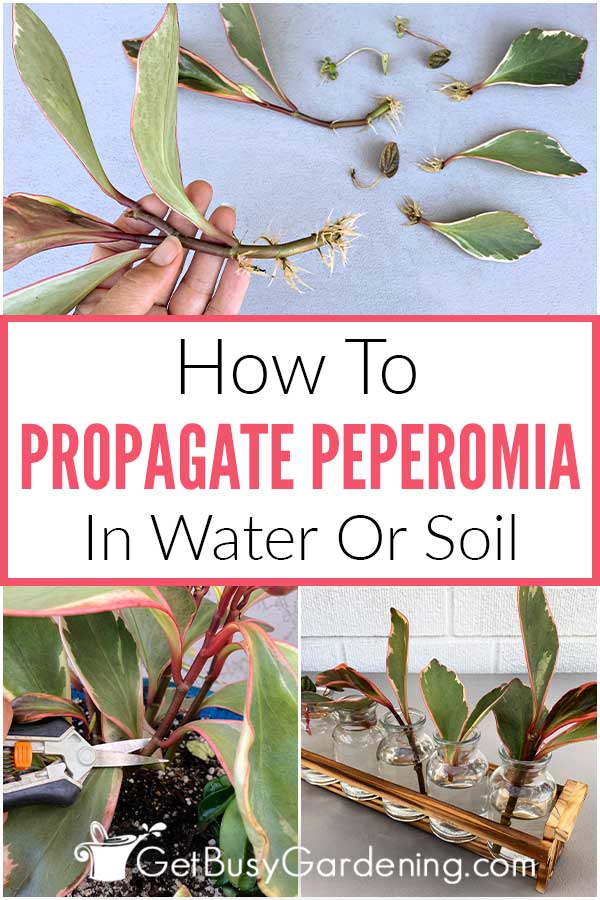 How To Propagate Peperomia In Water Or Soil