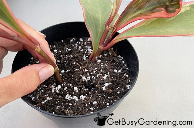Rooting peperomia stems in soil