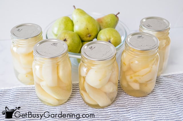Sealed canned pears ready for storage