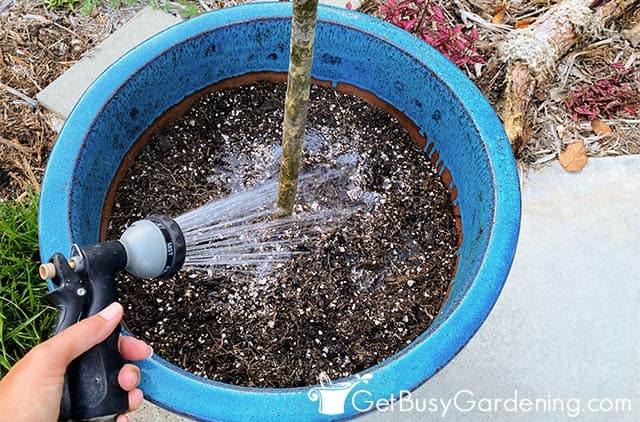 Watering my newly potted frangipani