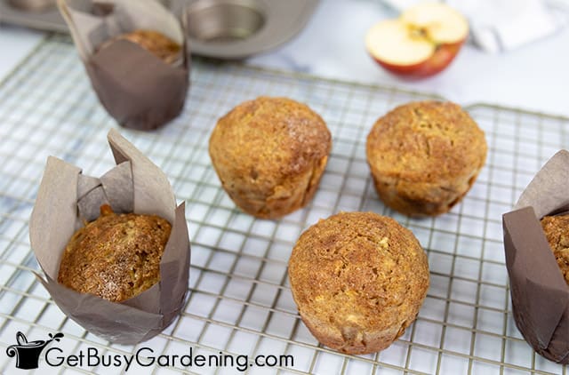 Cooling healthy apple muffins after baking
