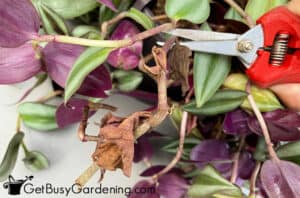 wandering jew bottom leaves dying