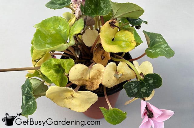 Cyclamen plant with yellow leaves
