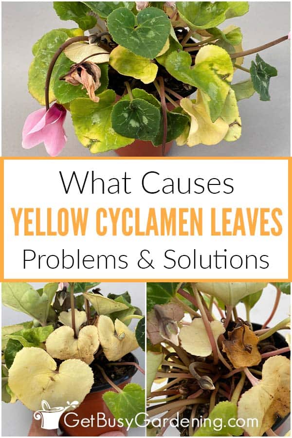 What Causes Yellow Cyclamen Leaves Problems & Solutions