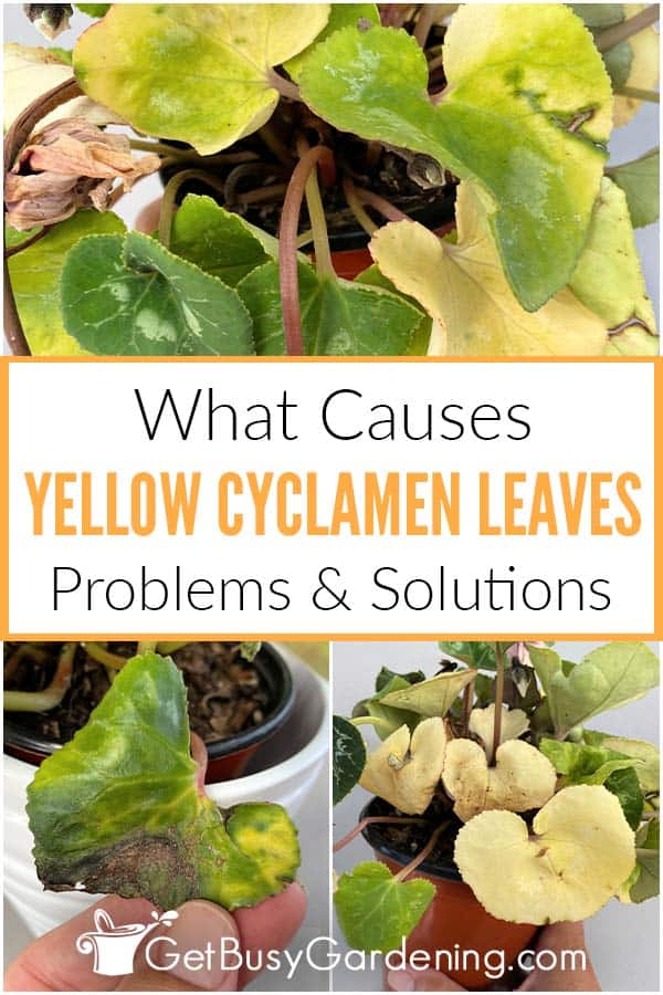 What Causes Yellow Cyclamen Leaves Problems & Solutions
