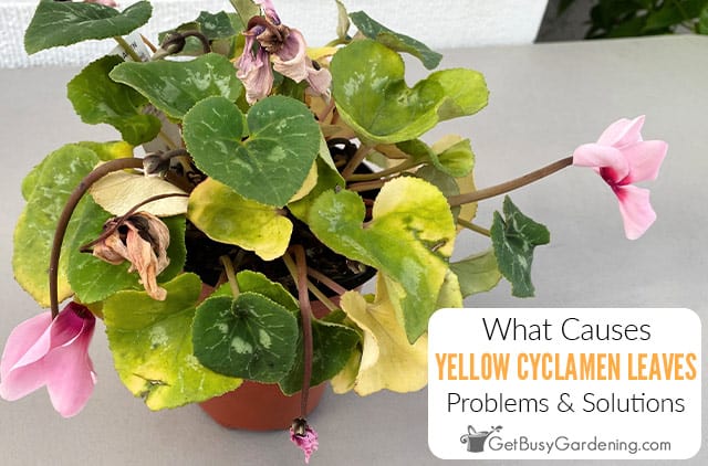 Why Do Cyclamen Leaves Turn Yellow & How To Fix It