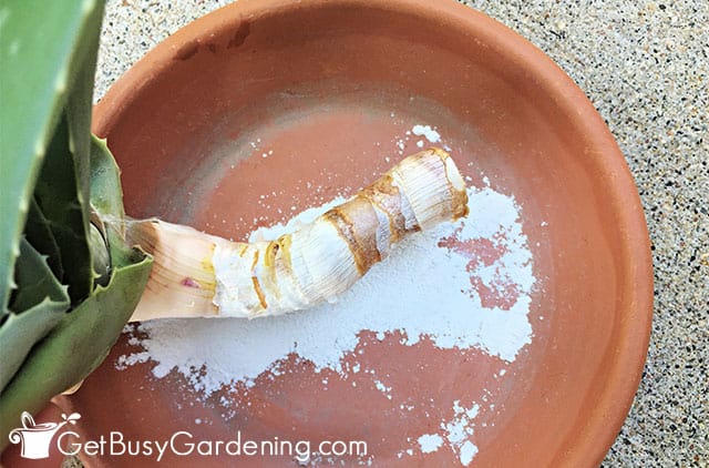 Dipping my aloe vera cutting in rooting hormone