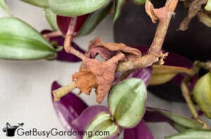 wandering jew dying leaves