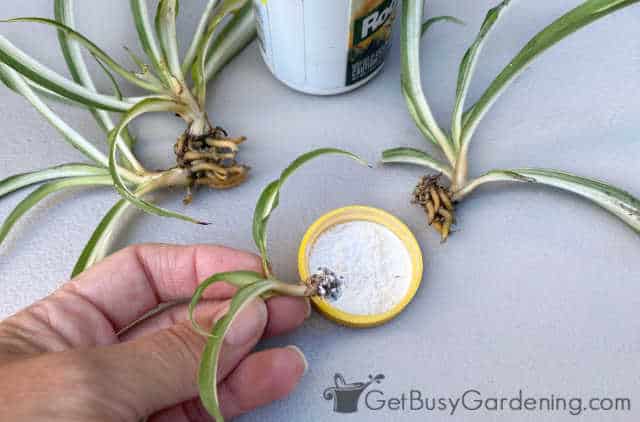 Dusting spiderlings with rooting hormone