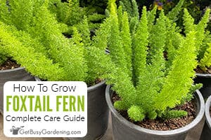 How To Care For Foxtail Fern (Asparagus densiflorus 'Myers')