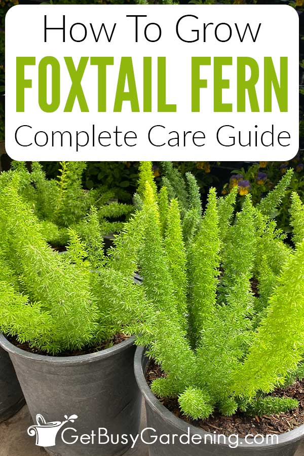 How To Grow Foxtail Fern Complete Care Guide