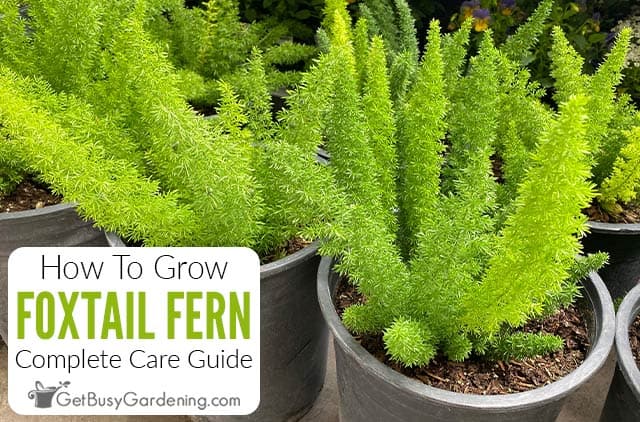 Foxtail Fern - Asparagus meyerii - 4 Pot - Easy to Grow Houseplant - Live Plant