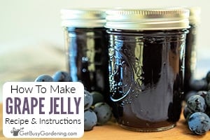 How To Make Grape Jelly (Recipe & Instructions)
