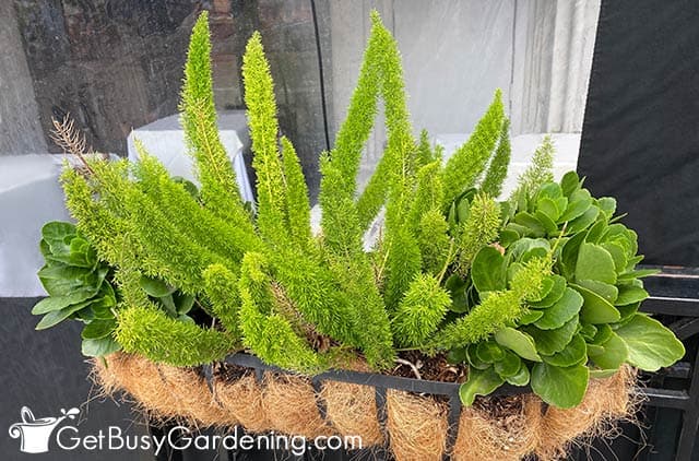 Growing foxtail fern in a container