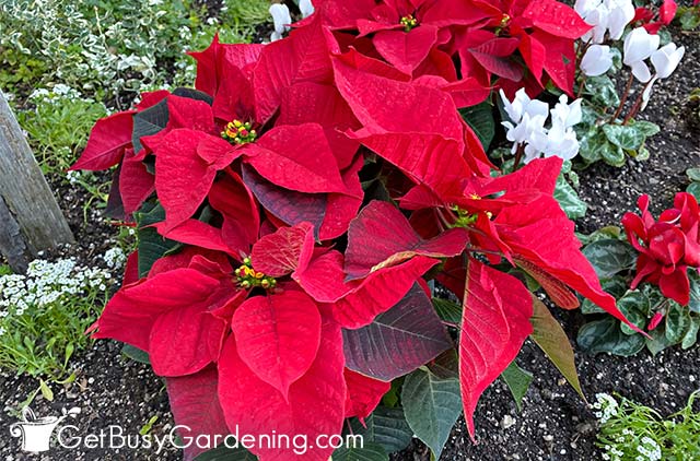 Growing red poinsettias outside in the garden