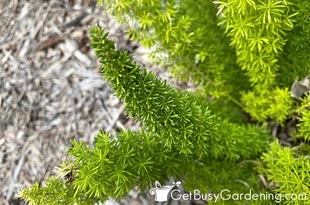 Healthy Myers asparagus fern fronds