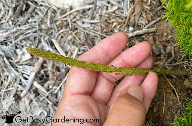 New growth on asparagus fern Myers