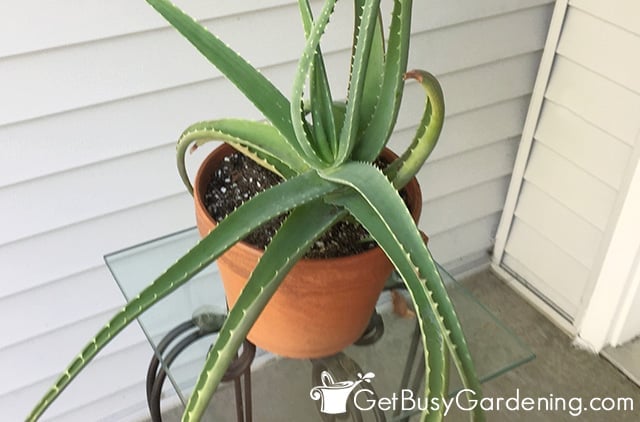 Newly rooted aloe vera potted up