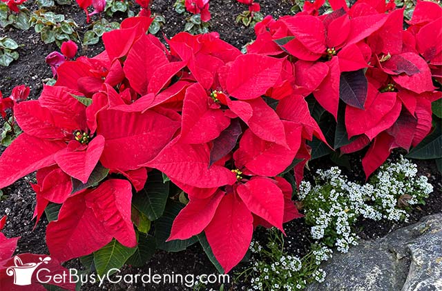 Outdoor winter poinsettias in a warm climate