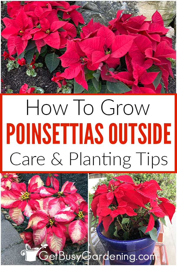 How To Grow Poinsettias Outside Care & Planting Tips