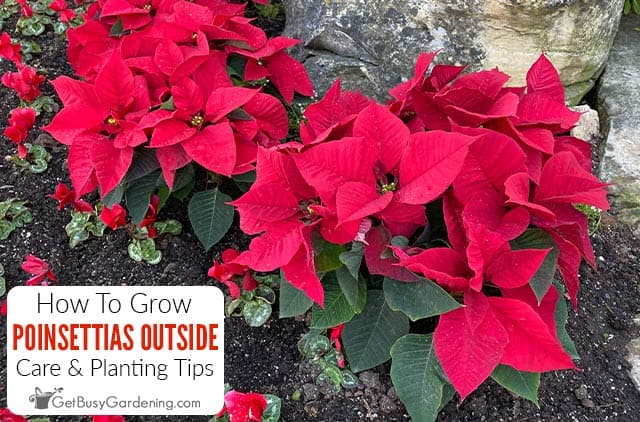 How To Care For Poinsettias Outside