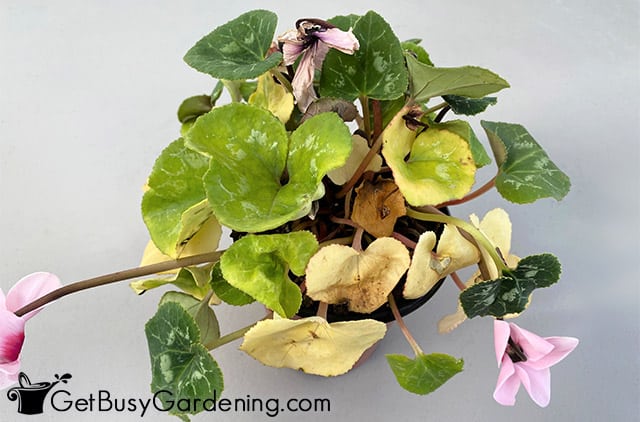 Potted cyclamen leaves turning yellow