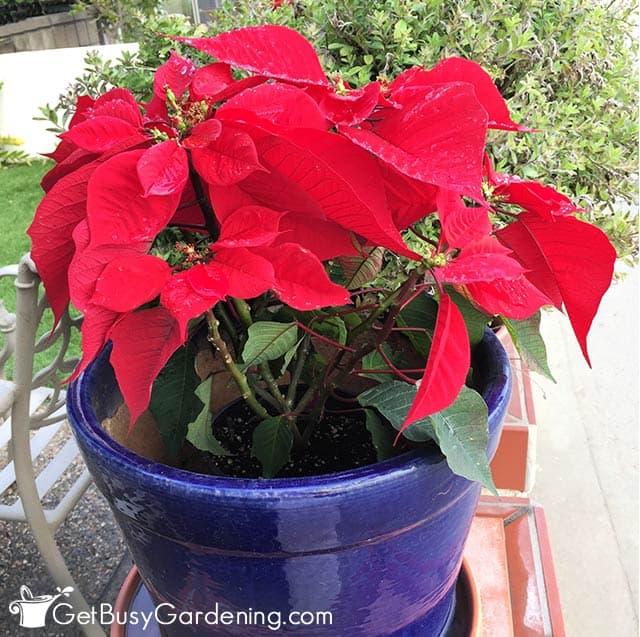 Potted poinsettia plant living outside